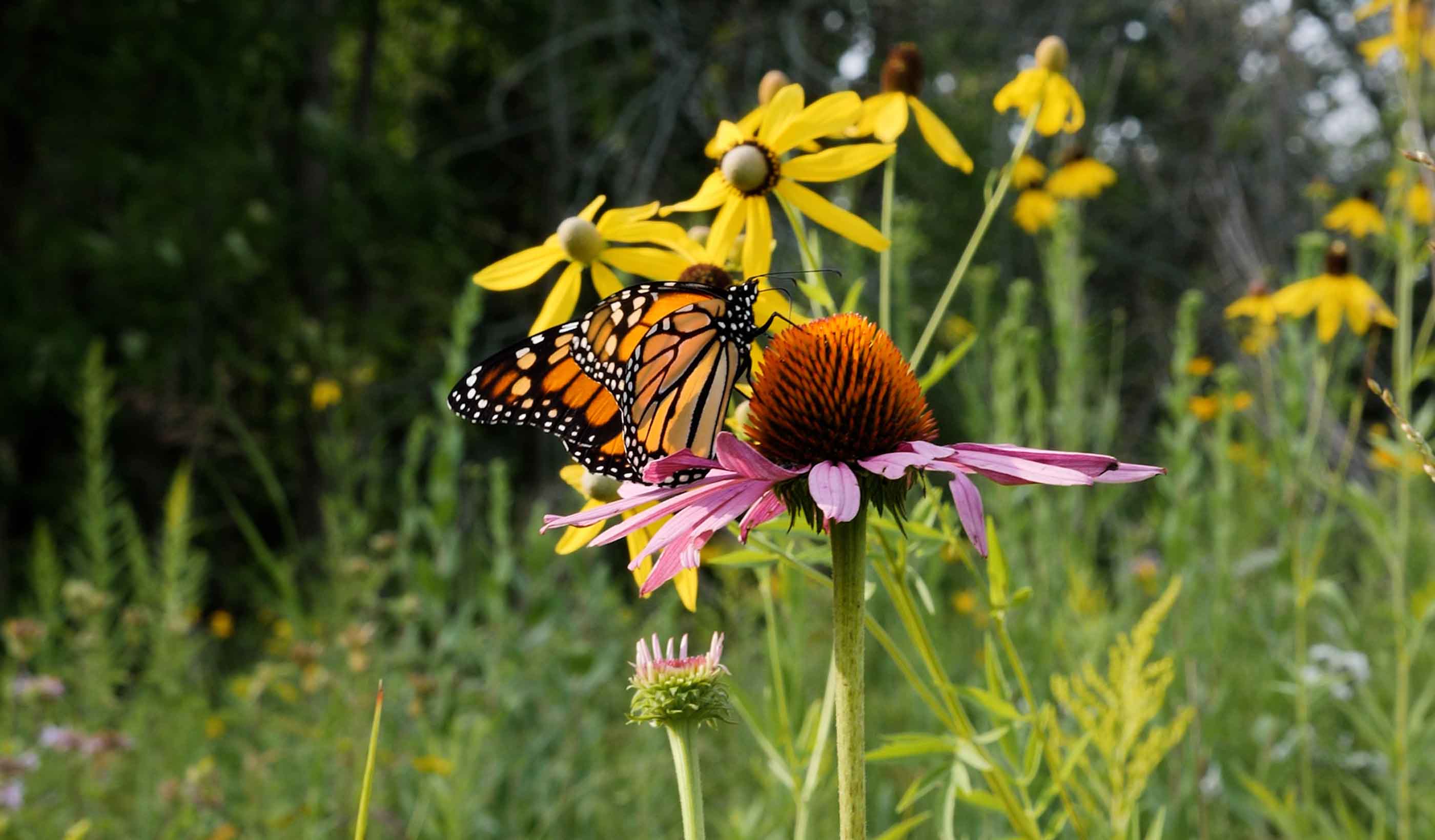 Managing your nature-related risks and opportunities for enhanced long-term sustainability